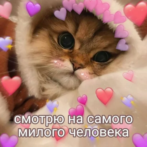 Эмодзи Котики