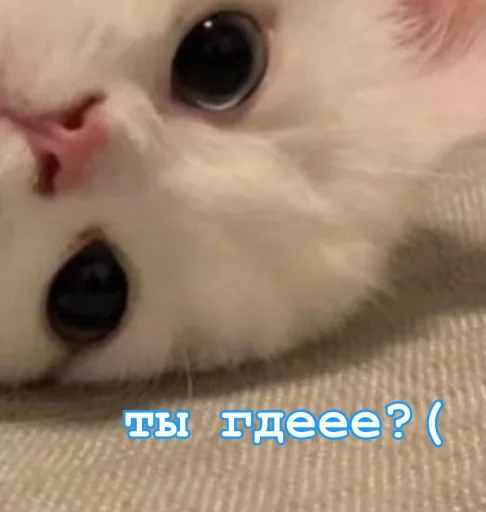 Эмодзи Котики