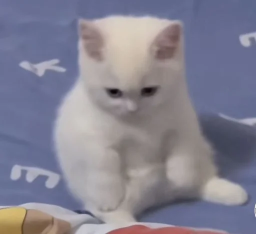 Эмодзи Cats | Котики