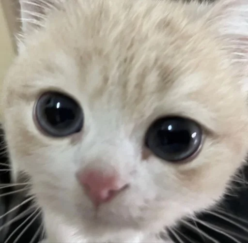 Эмодзи Cats | Котики