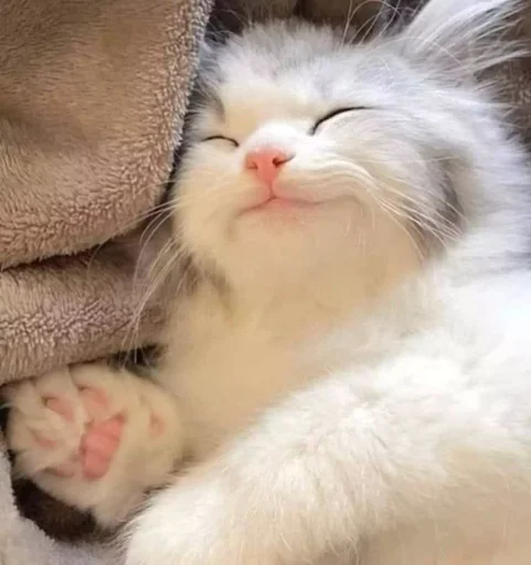 Эмодзи Cats | Котики