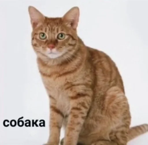 Эмодзи ОК МЕМ 2.0