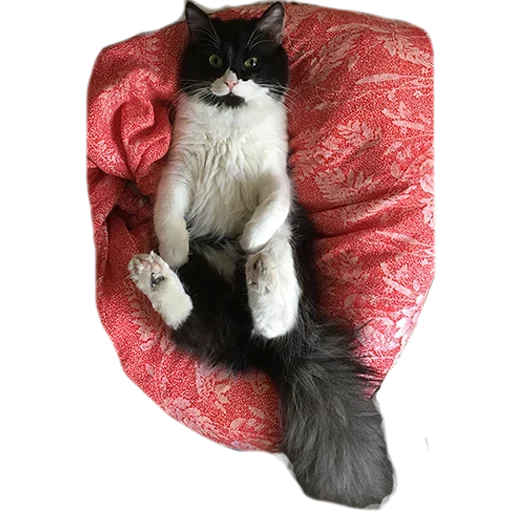 Эмодзи не кот а одни пакости