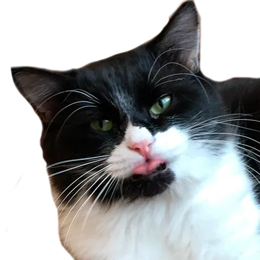 Эмодзи не кот а одни пакости