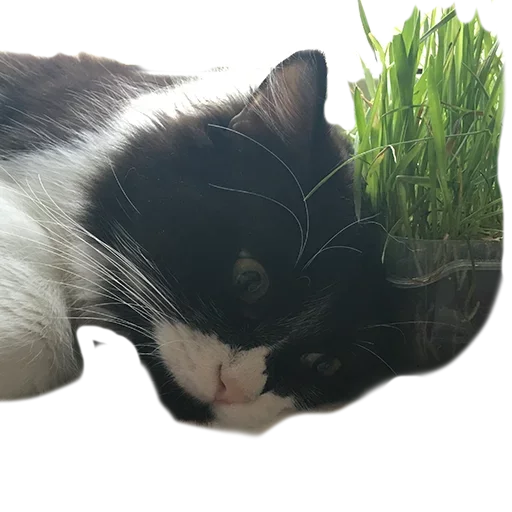 Эмодзи не кот а одни пакости