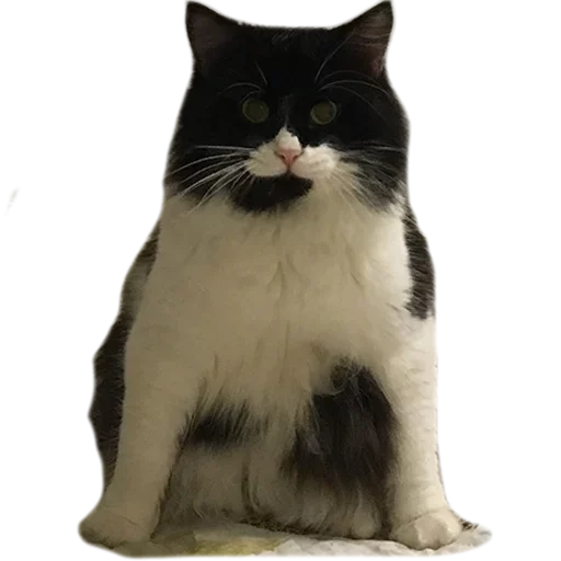 Эмодзи не кот а одни пакости