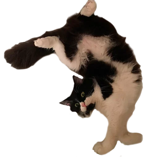 Эмодзи не кот а одни пакости