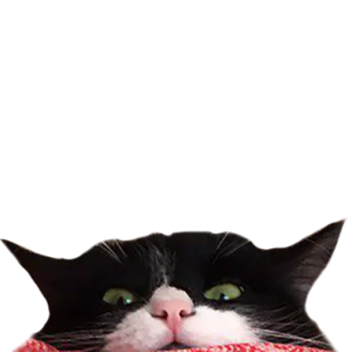 Эмодзи не кот а одни пакости