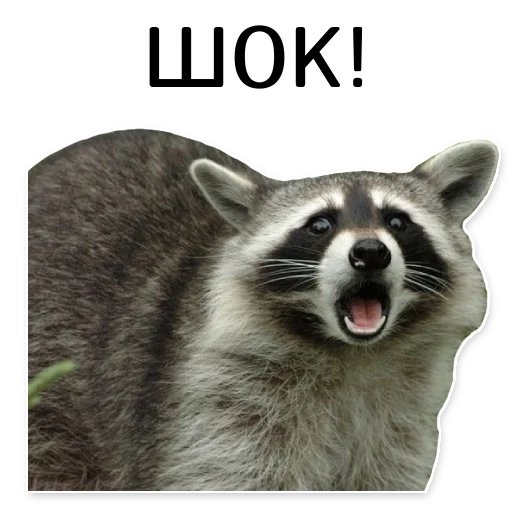 Эмодзи offensive_raccoons