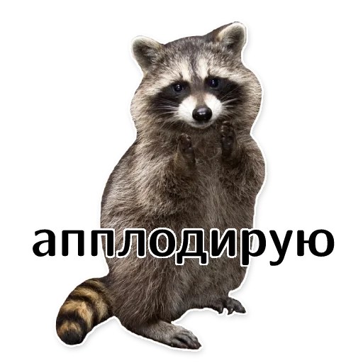Эмодзи offensive_raccoons