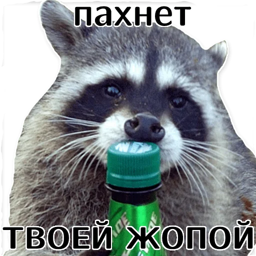Эмодзи offensive_raccoons