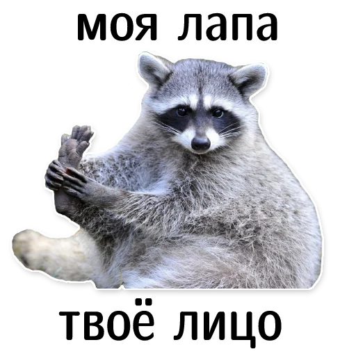 Эмодзи offensive_raccoons