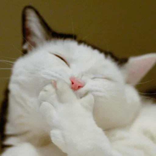 Эмодзи КОТЫ