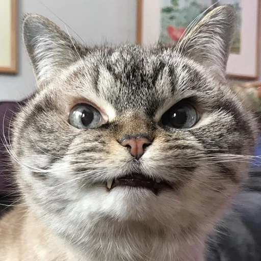 Эмодзи КОТЫ