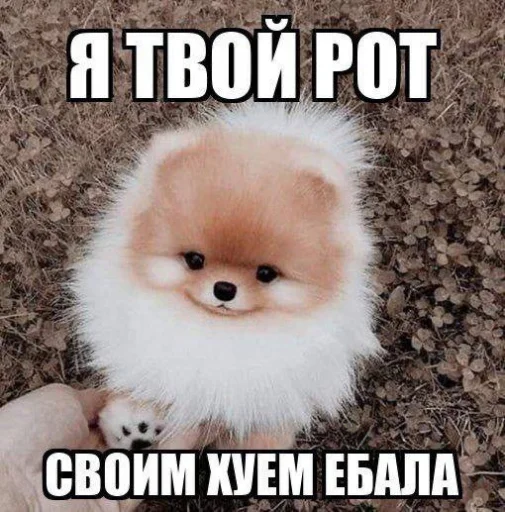 Эмодзи opentillate 11 11 1