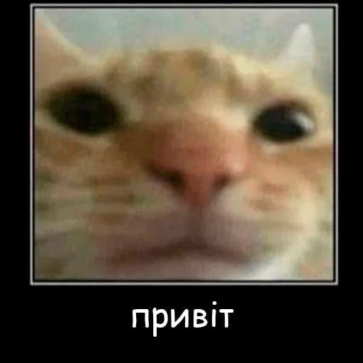 Эмодзи оркад коханець циць
