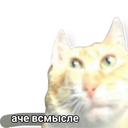 Эмодзи котыдоброты
