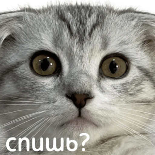 Эмодзи котыдоброты