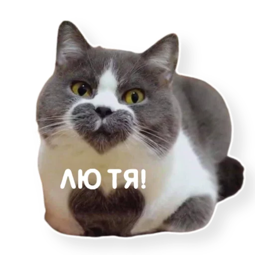 Эмодзи котыдоброты