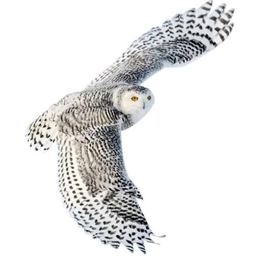 Эмодзи Owls