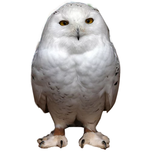 Эмодзи Owls