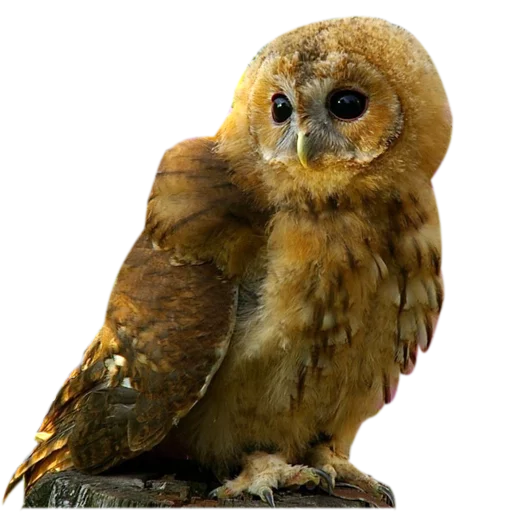 Эмодзи Owls