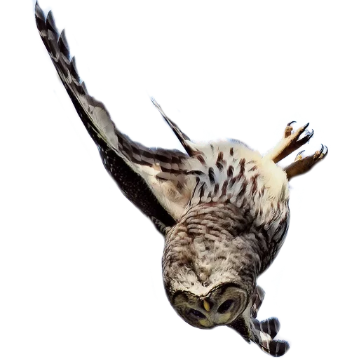 Эмодзи Owls