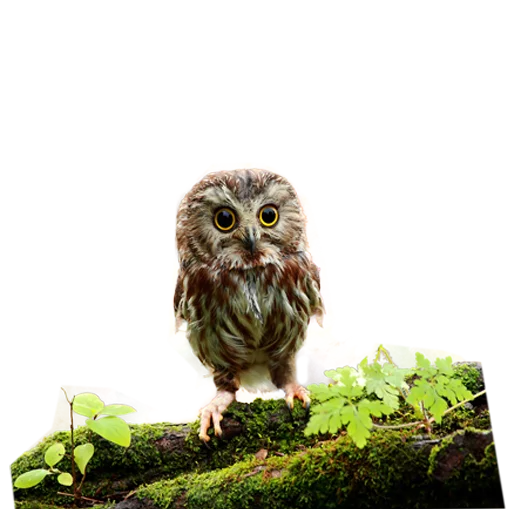 Эмодзи Owls
