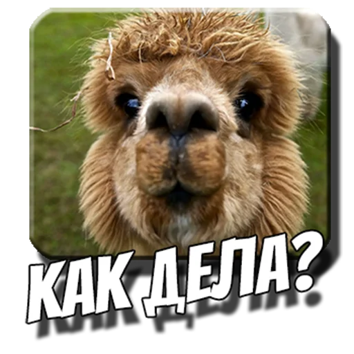 Эмодзи Альпаки