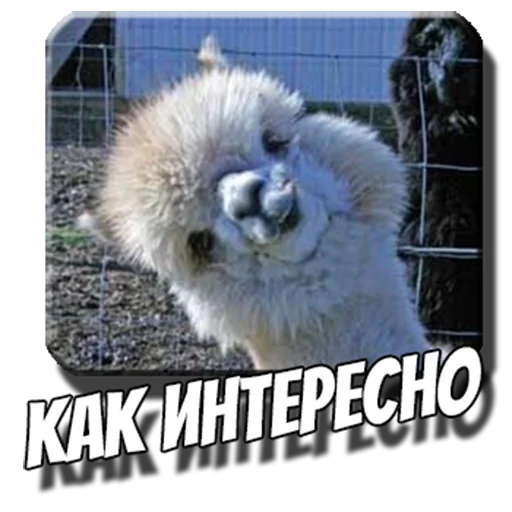 Эмодзи Альпаки