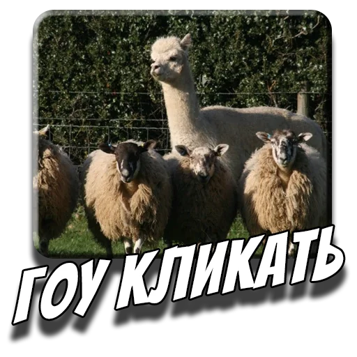 Эмодзи Альпаки
