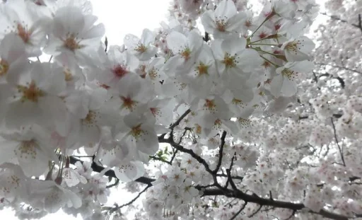 Эмодзи pale aesthetic