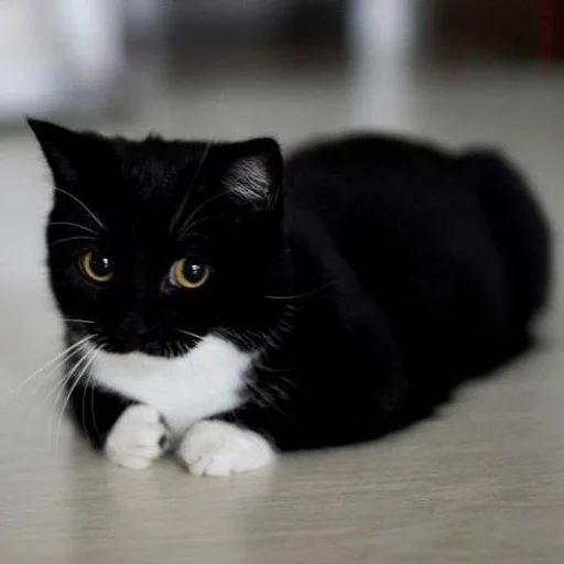 Эмодзи Котики