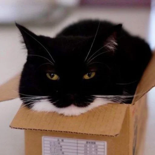 Эмодзи Котики