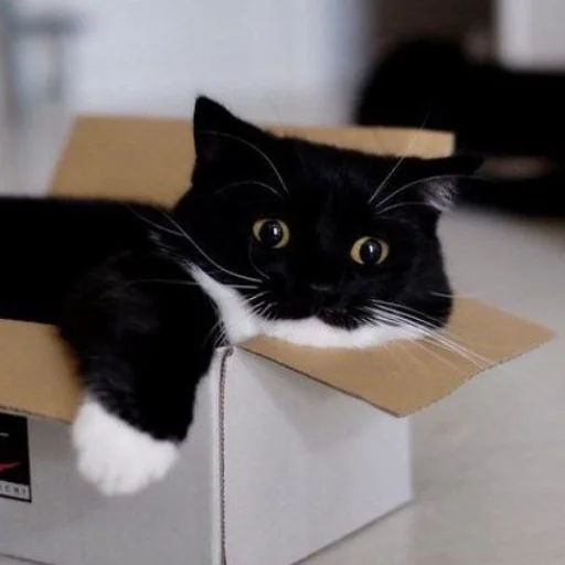 Эмодзи Котики