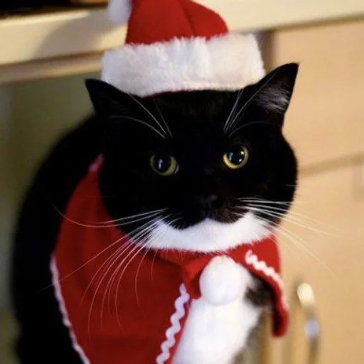 Эмодзи Котики