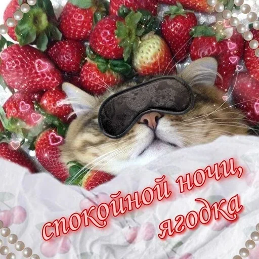 Эмодзи Котики и фразочки