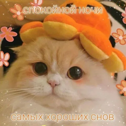 Эмодзи Котики и фразочки