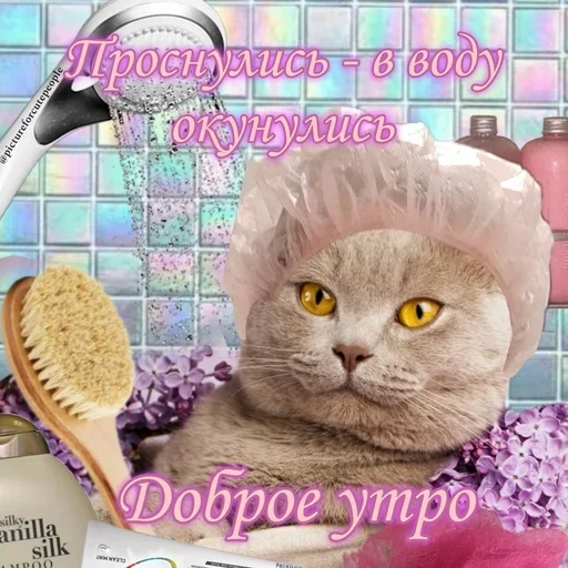 Эмодзи Котики и фразочки