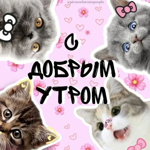Эмодзи Котики и фразочки