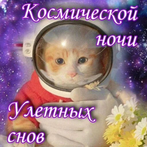 Эмодзи Котики и фразочки
