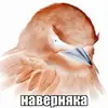 Эмодзи Birds Memes