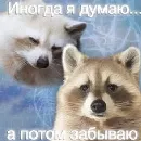 Эмодзи Разрывные еноты