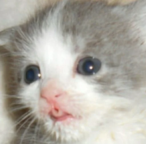 Эмодзи котики