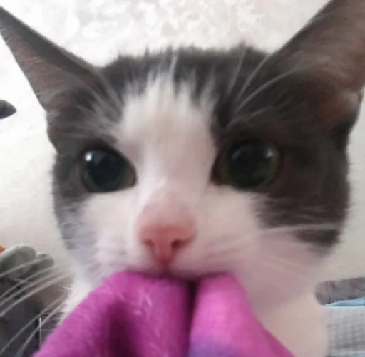 Эмодзи котики