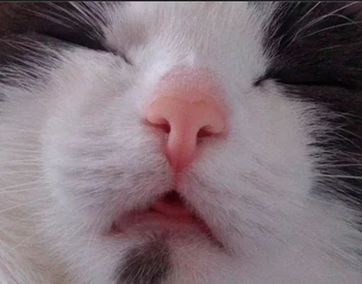 Эмодзи котики