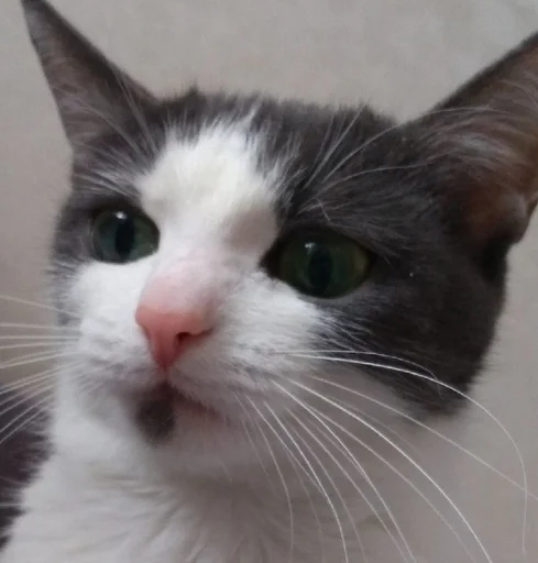 Эмодзи котики