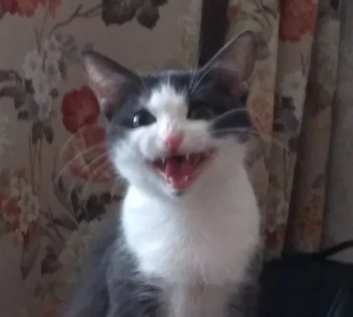 Эмодзи котики