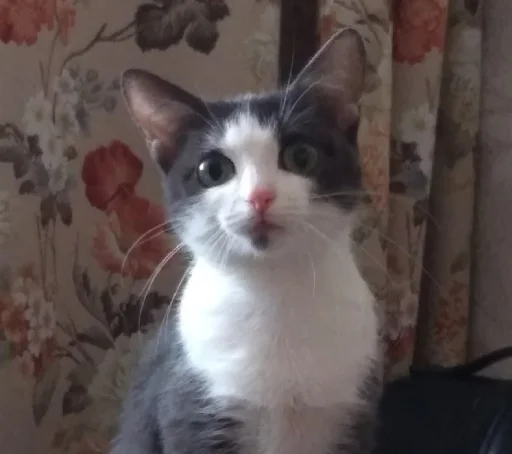 Эмодзи котики