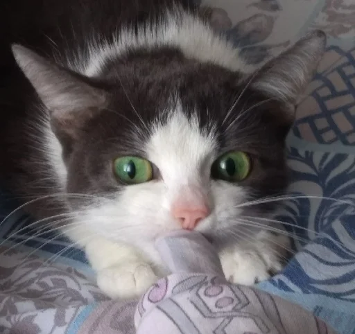 Эмодзи котики